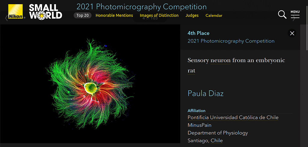 Nikon small world gallery