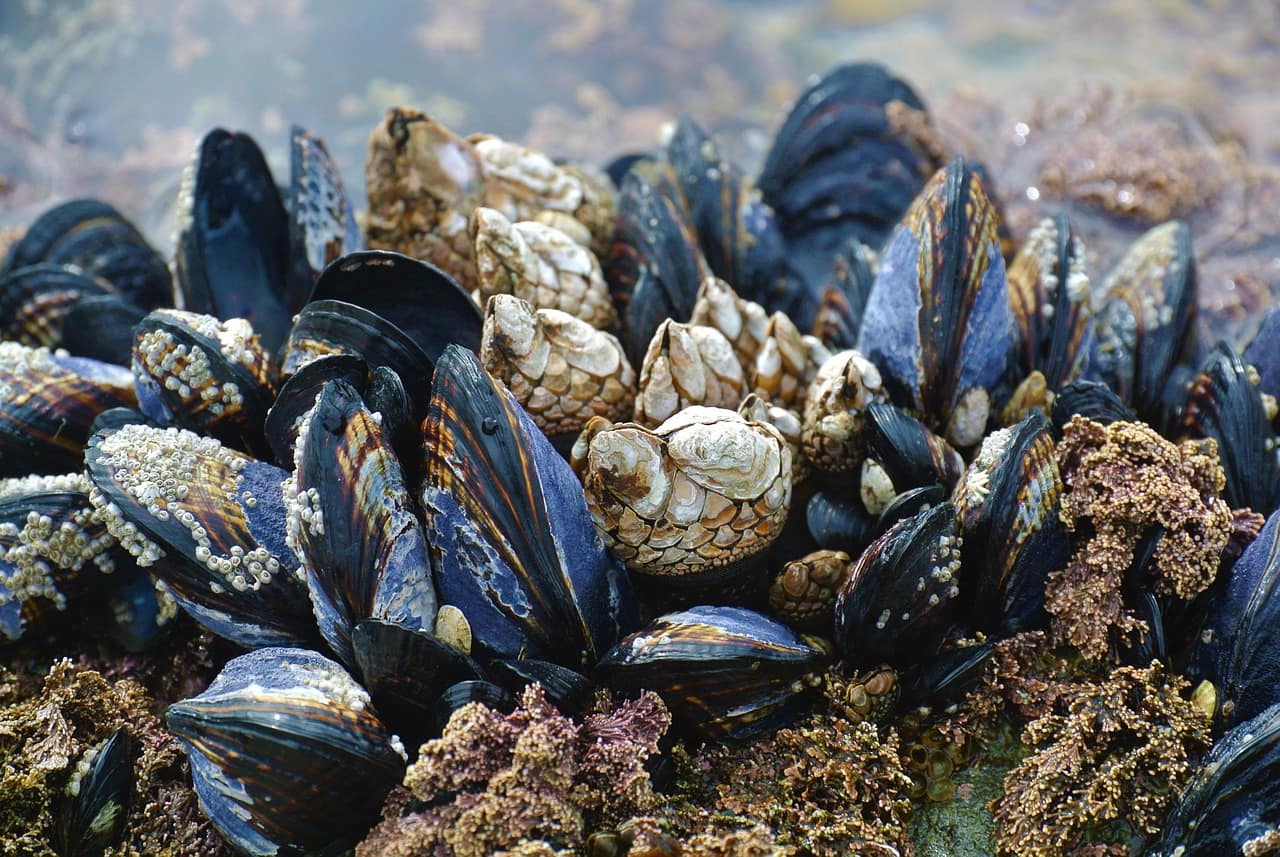 Set of mussels underwater.